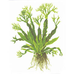Aquarium-Wasserpflanze Tropica Microsorum pteropus windelov