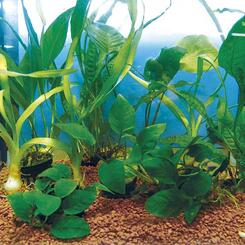 Wasserpflanzen-Set fürs Aquarium: Zac-Wasserpflanzen: Barsch-Sortiment