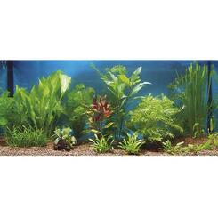 Wasserpflanzen-Set fürs Aquarium: Zac: Pflanzensortiment 15 Pflanzen fest sortiert.