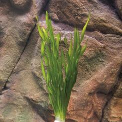 Aquarium-Wasserpflanze Zac Vallisneria tortifolia
