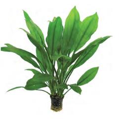 aquafleur Aqua Plants Echinodorus bleheri im 5 cm Topf