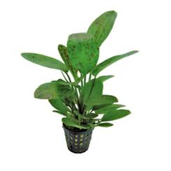 Aquarium-Hintergrundpflanze aquafleur Echinodorus Ozelot Green im 5 cm Topf