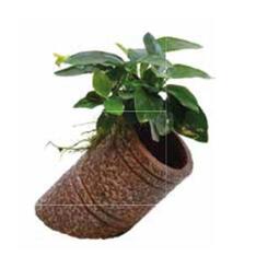 Aufsitzerpflanze: aquafleur Pipe Anubias