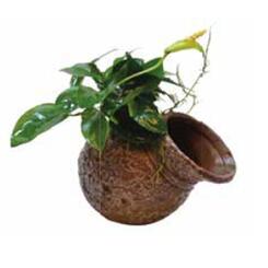 Aufsitzerpflanze: aquafleur Deco Pot Anubias