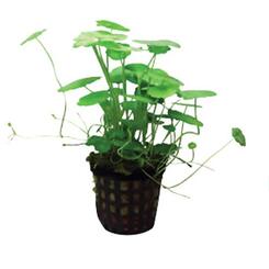 aquafleur Aqua Plants Hydrocotyle verticillata im 5 cm Topf 