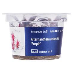 Aqua Art Alternanthera reinckii Purple Becherpflanze