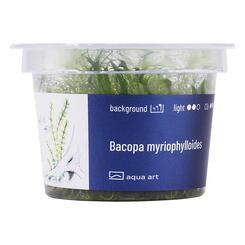 Aqua Art Bacopa myriophylloides Becherpflanze