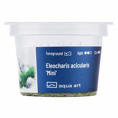 In-Vitro-Aquariumpflanze Aqua Art Eleocharis acicularis Mini Becherpflanze