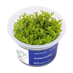 In-Vitro-Aquariumpflanze Aqua Art Gratiola viscidula Becherpflanze Bild 2