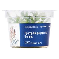 In-Vitro-Aquariumpflanze Aqua Art Hygrophila polysperma Sunset Becherpflanze