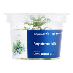 In-Vitro-Aquariumpflanze Aqua Art Pogostemon helferi im Becher