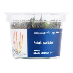 In-Vitro-Aquariumpflanze Aqua Art Rotala wallichii Becherpflanze