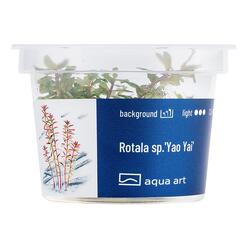 In-Vitro-Aquariumpflanze Aqua Art Rotala sp. Yao Yai Becherpflanze