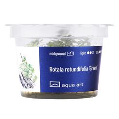 In-Vitro-Aquariumpflanze Aqua Art Rotala rotundifolia Green
