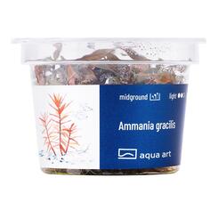 Aqua Art Ammania gracilis Becherpflanze