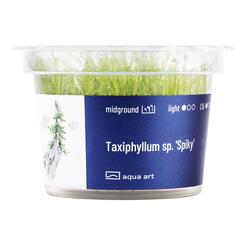 In-Vitro-Aquariumpflanze Aqua Art Taxiphyllum sp. Spiky  Becherpflanze
