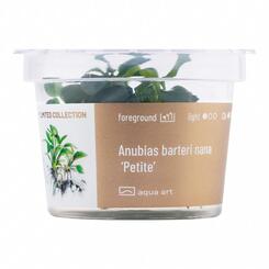 Aqua Art Limited Edition Anubias barteri nana Petite Becherpflanze