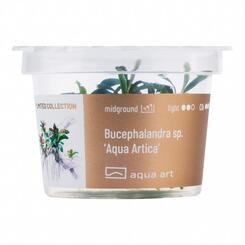 Aqua Art Limited Edition Bucephalandra sp. Aqua Artica Becherpflanze