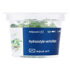 In-Vitro-Aquariumpflanze Aqua Art Hydrocotyle verticillata Becherpflanze