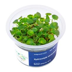 In-Vitro-Aquariumpflanze Aqua Art Hydrocotyle verticillata Becherpflanze Bild 2