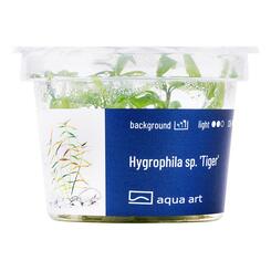 In-Vitro-Aquariumpflanze Aqua Art Hygrophila sp. Tiger Becherpflanze