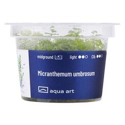 In-Vitro-Aquariumpflanze Aqua Art Micranthemum umbrosum Becherpflanze