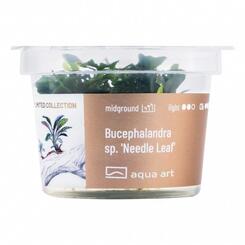 In-Vitro-Aquariumpflanze Aqua Art Limited Collection Bucephalandra sp. Needle Leaf Becherpflanze