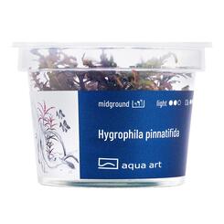 In-Vitro-Aquariumpflanze Aqua Art Hygrophila pinnatifida Becherpflanze