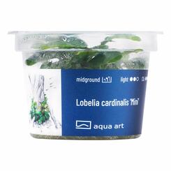 Aqua Art Lobelia cardinalis Mini