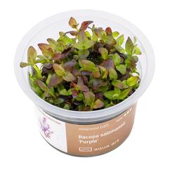 Aqua Art Bacopa salzmanii 'Purple' Becherpflanze Bild 2
