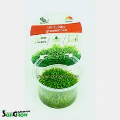 In-Vitro-Aquariumpflanze SonGrow Epaqvitro Utricularia graminfolia, Grasblättriger Wasserschlauch 
