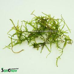 In-Vitro-Aquariumpflanze SonGrow Epaqvitro Creeping Moos ( Vessicularia sp. ) Bild 2