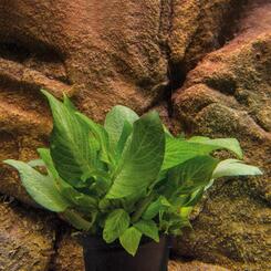 Hygrophila corumbosa kompakt Wasserpflanze
