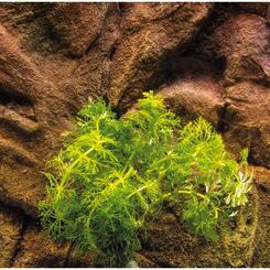 Aquarium-Hintergrundpflanze Limnophila sessiliflora Wasserpflanze