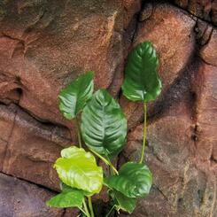 Aquarium-Hintergrundpflanze Zac-Wasserpflanzen: Anubias barteri XL Mutterpflanze
