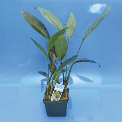 Aquarium-Hintergrundpflanze Anubias congensis (Wasserpflanze)