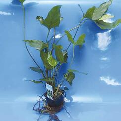 Aquarium-Hintergrundpflanze Anubias hastifolia XL