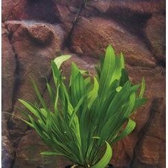 Aquarium-Hintergrundpflanze Zac-Wasserpflanzen: Echinodorus Mutterpflanze