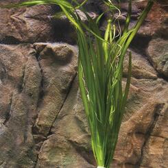 Aquarium-Hintergrundpflanze Zac-Wasserpflanzen: Valisneria gigantea