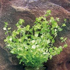 Zac-Wasserpflanzen: Microcanthemun umbrosum