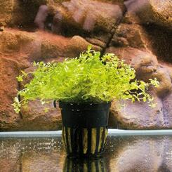 Micranthemum micranthemoides Wasserpflanze