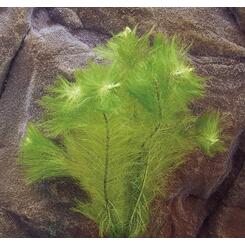 Aquarium-Hintergrundpflanze Zac-Wasserpflanzen: Myriophyllum scabratum