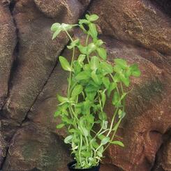 Zac-Wasserpflanzen: Bacopa amplexicaulis