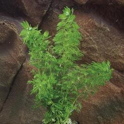 Aquarium-Hintergrundpflanze Zac-Wasserpflanzen: Limnophila heterophylla