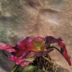 Aquarium-Hintergrundpflanze Zac-Wasserpflanzen: Nymphaea lotus ( kleine Pflanze )