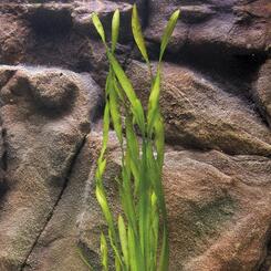 Aquarium-Hintergrundpflanze Zac: Vallisneria asiatica