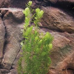 Aquarium-Hintergrundpflanze Ceratophyllum demersum Hornkraut