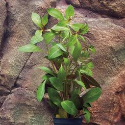 Aquarium-Hintergrundpflanze Zac: Ludwigia repens rubin