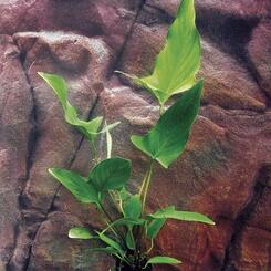 Aquarium-Hintergrundpflanze Zac-Wasserpflanzen: Anubias hastifolia