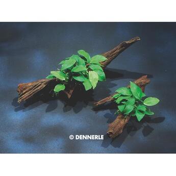 Aufsitzerpflanze: Dennerle: Anubias nana auf Saugwurzel (A21) 1 Stk.